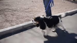 PawFlex™ Control