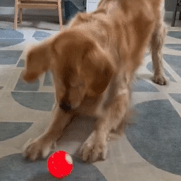 PawsPlay™